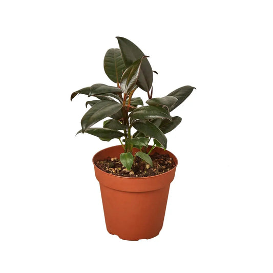 Ficus Plant - Elastica ’Burgundy’ - House Plant Shop