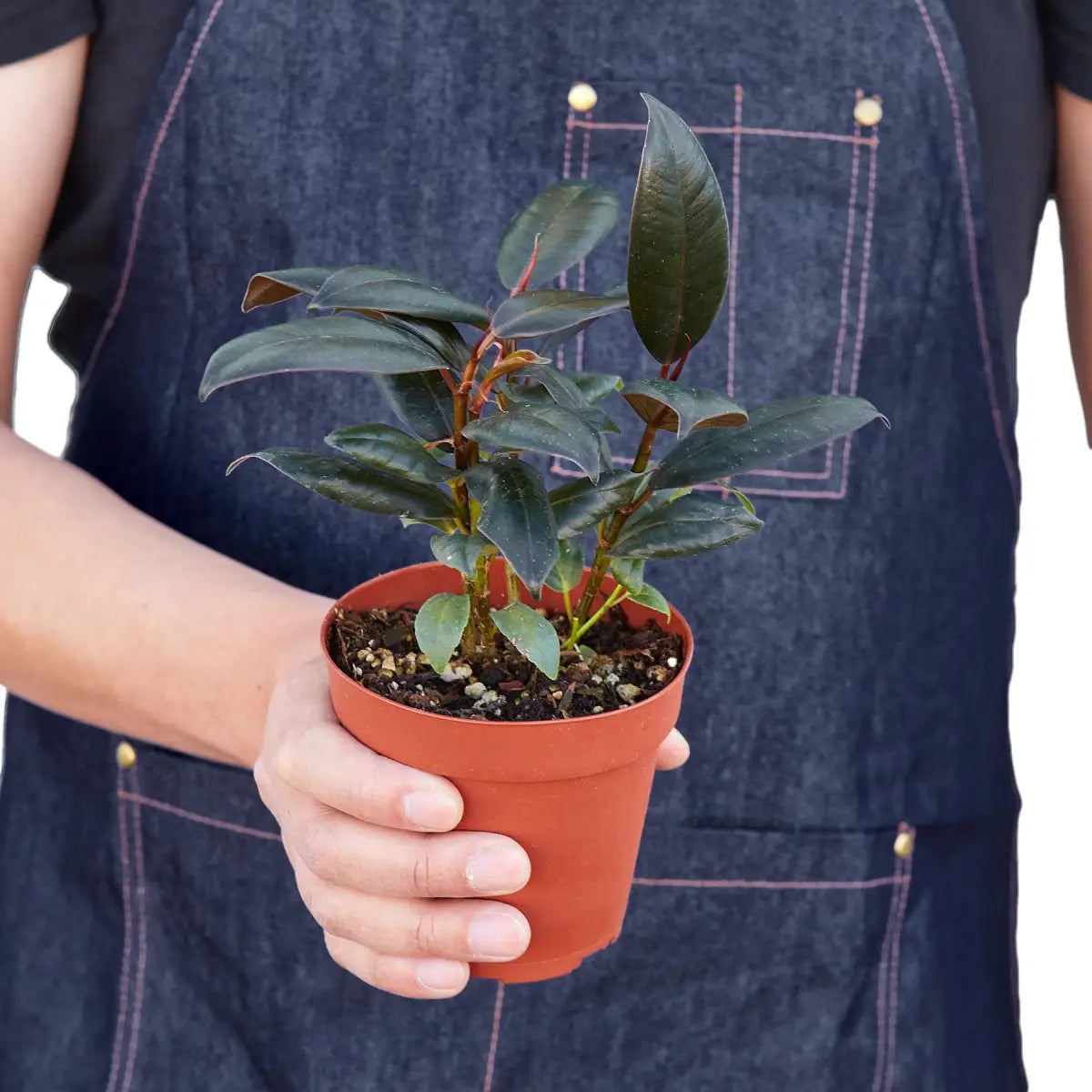 Ficus Plant - Elastica ’Burgundy’ - House Plant Shop