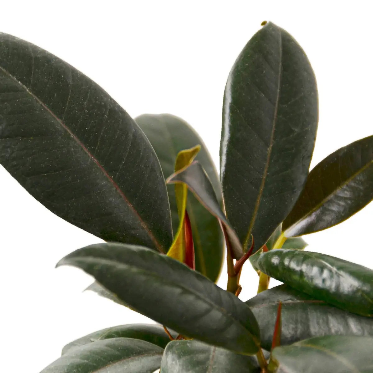 Ficus Plant - Elastica ’Burgundy’ - House Plant Shop