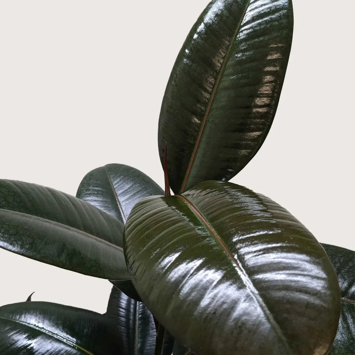 Ficus Plant - Elastica ’Burgundy’ - House Plant Shop