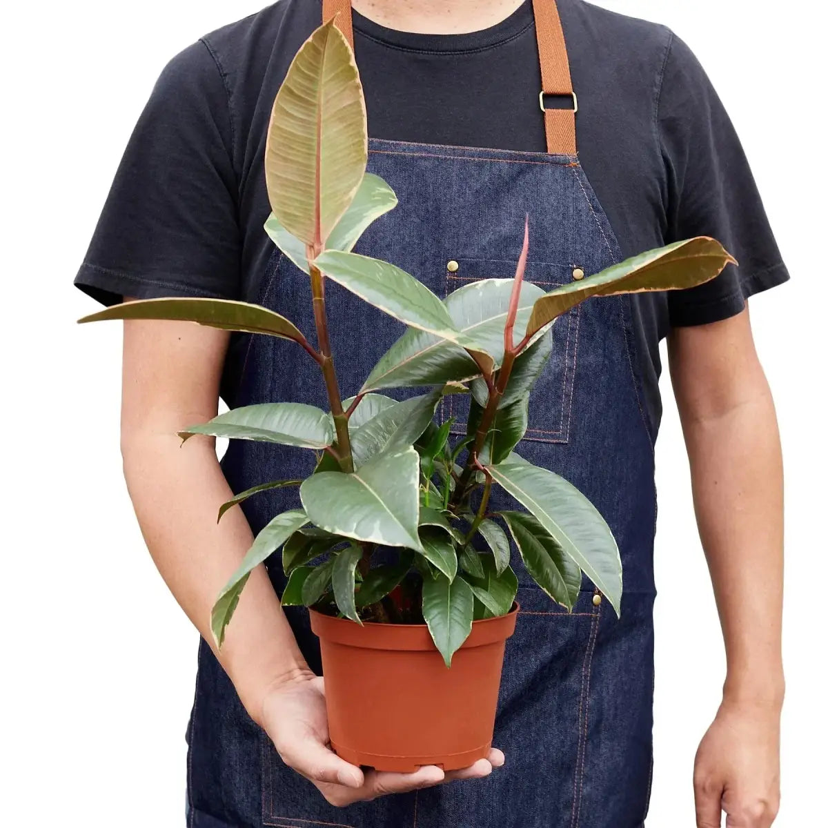 Ficus Plant - Elastica ’Tineke’ - House Plant Shop