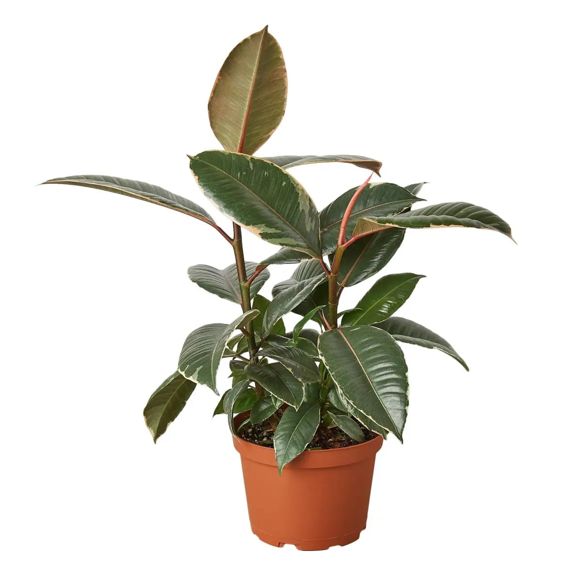 Ficus Plant - Elastica ’Tineke’ - House Plant Shop