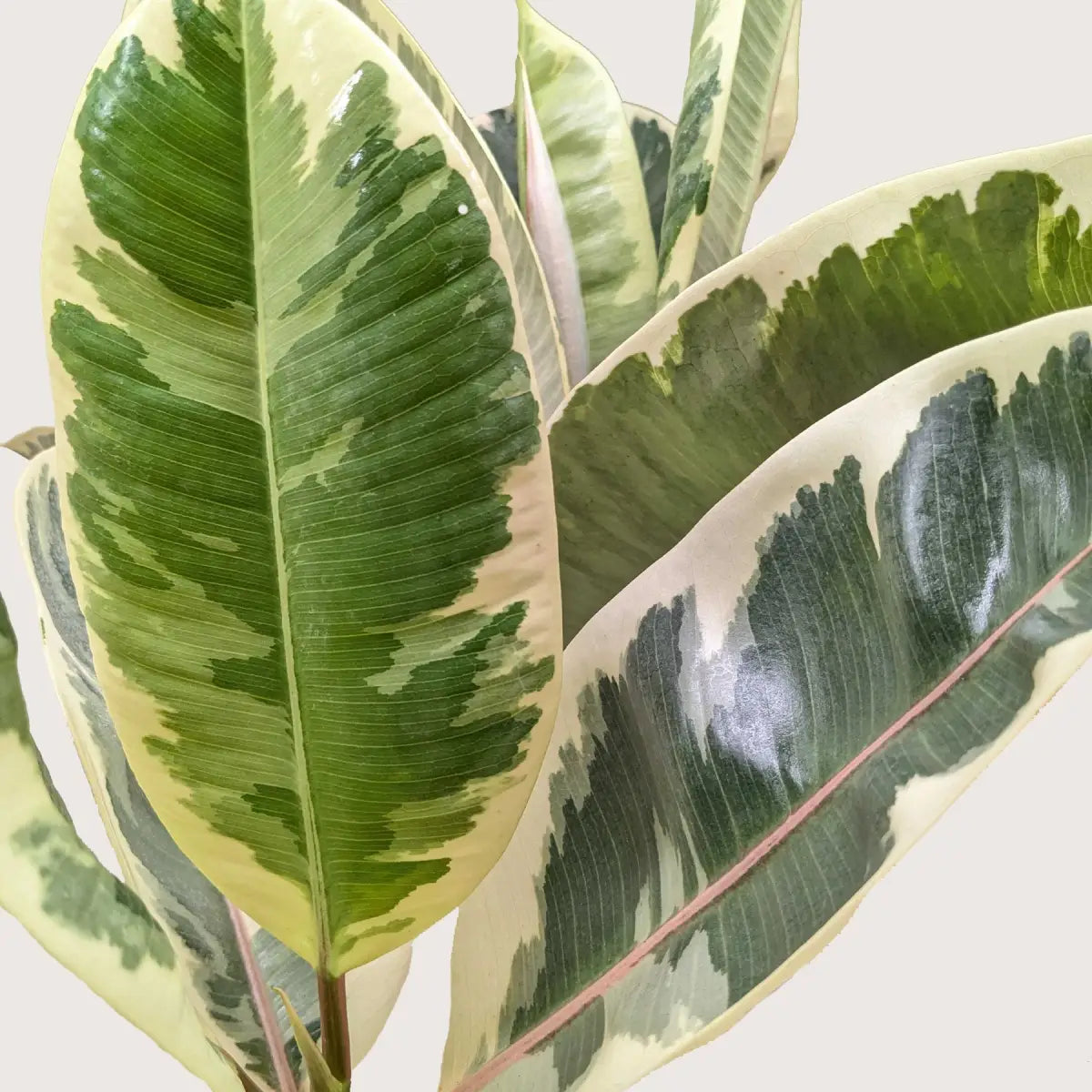 Ficus Plant - Elastica ’Tineke’ - 3’’ Pot - House Plant Shop