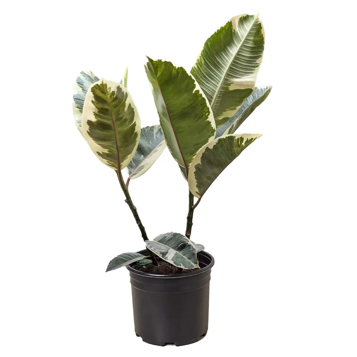 Ficus Plant - Elastica ’Tineke’ - House Plant Shop