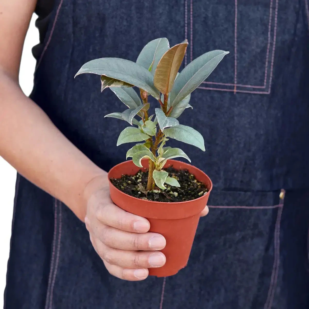 Ficus Plant - Elastica ’Tineke’ - House Plant Shop
