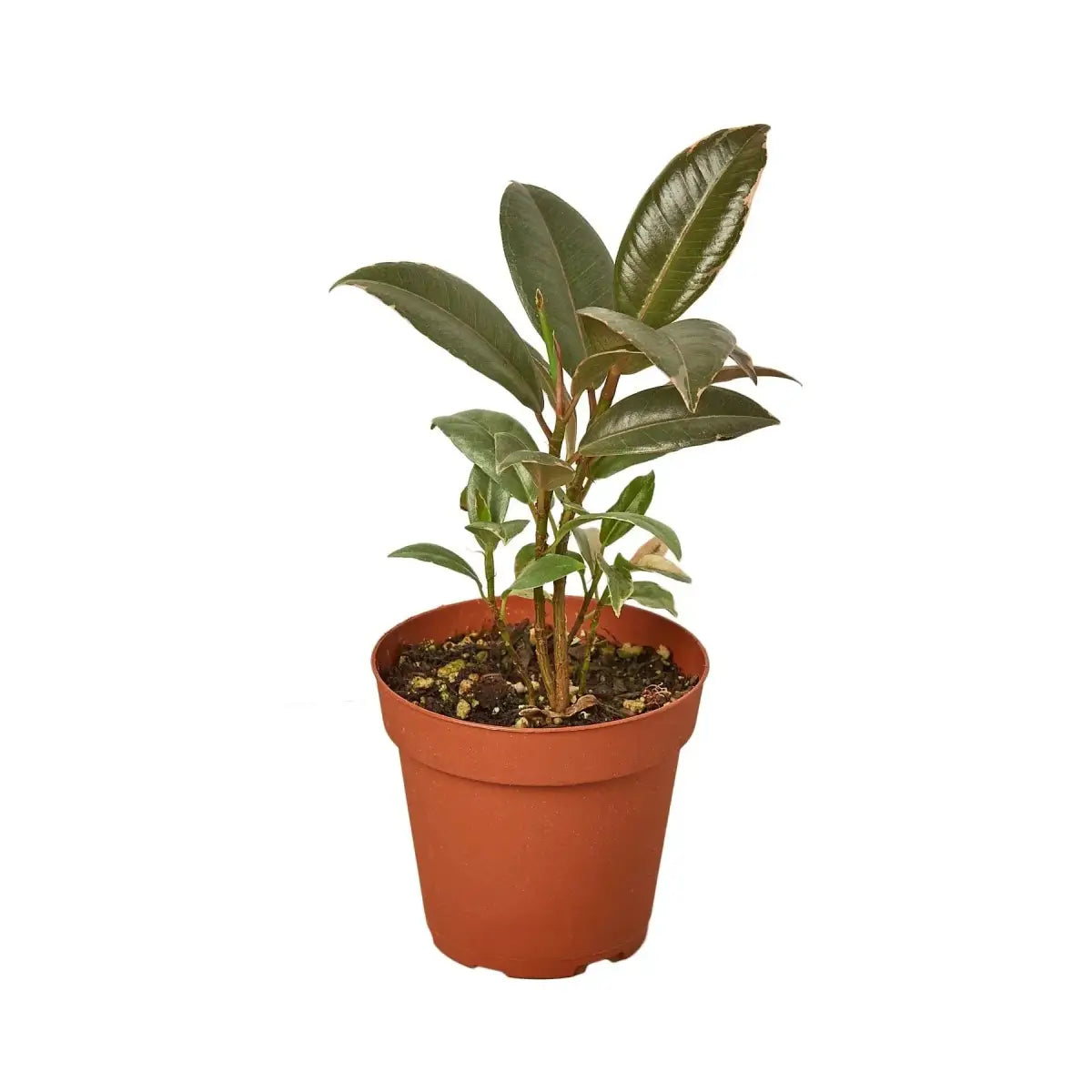 Ficus Plant - Elastica ’Tineke’ - House Plant Shop