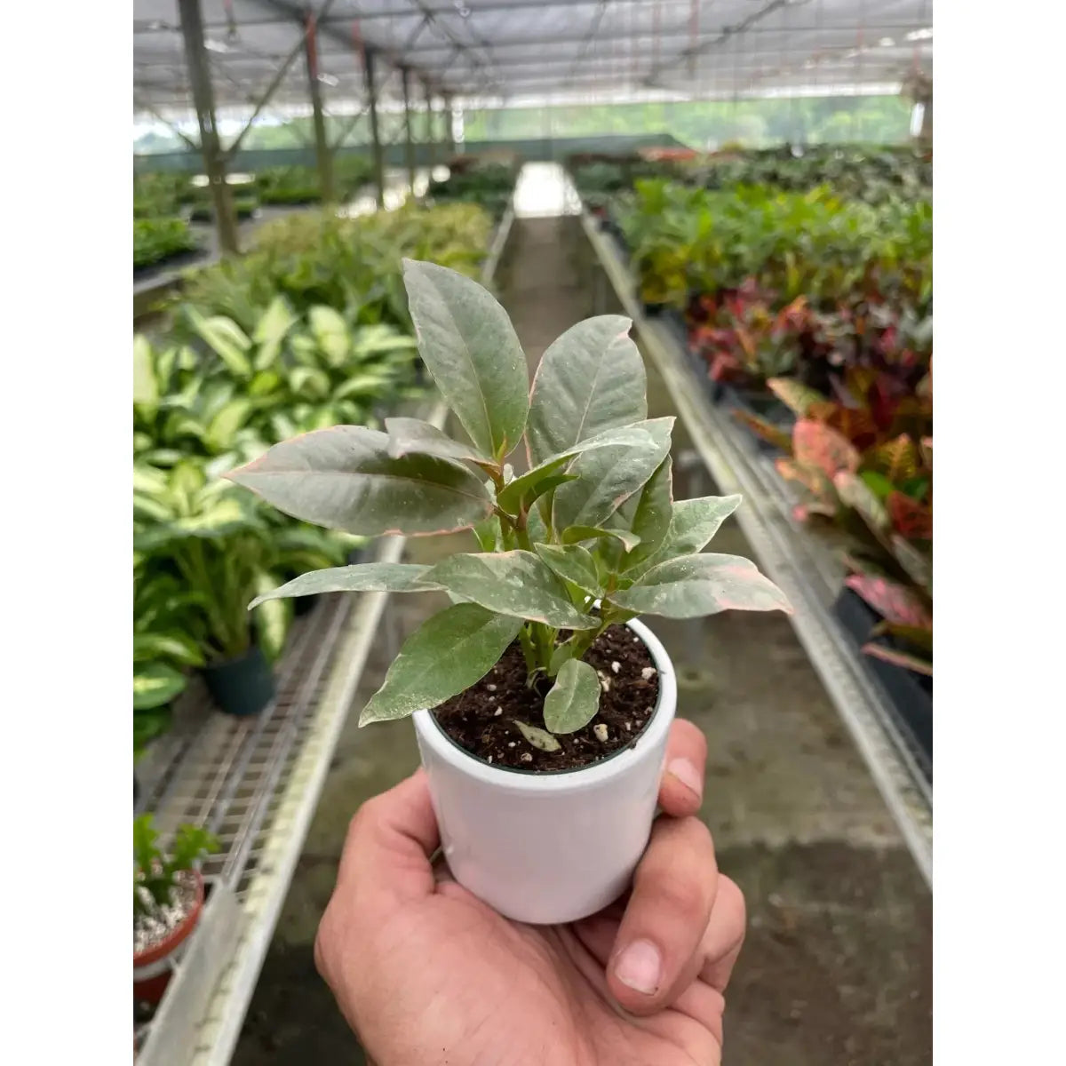 Ficus Plant - Elastica ’Tineke’ - House Plant Shop
