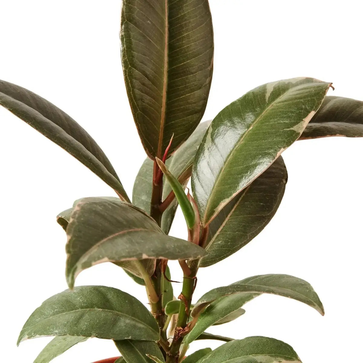 Ficus Plant - Elastica ’Tineke’ - House Plant Shop