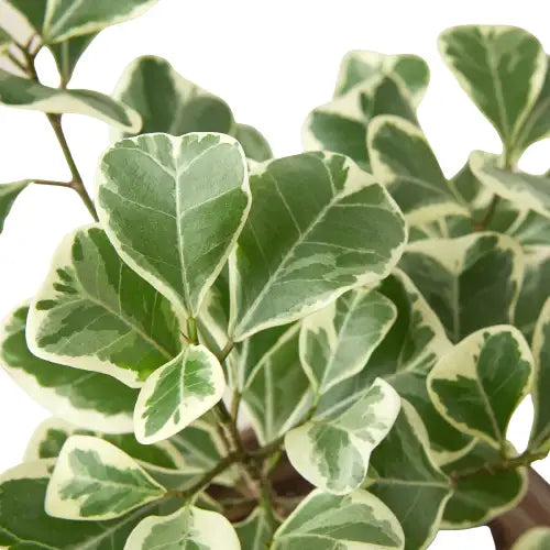 Ficus Elastica ’Triangularis’ Variegated - House Plant Shop