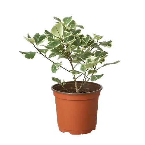 Ficus Elastica ’Triangularis’ Variegated - House Plant Shop