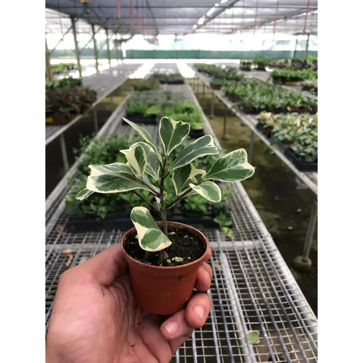 Ficus Elastica ’Triangularis’ Variegated - House Plant Shop