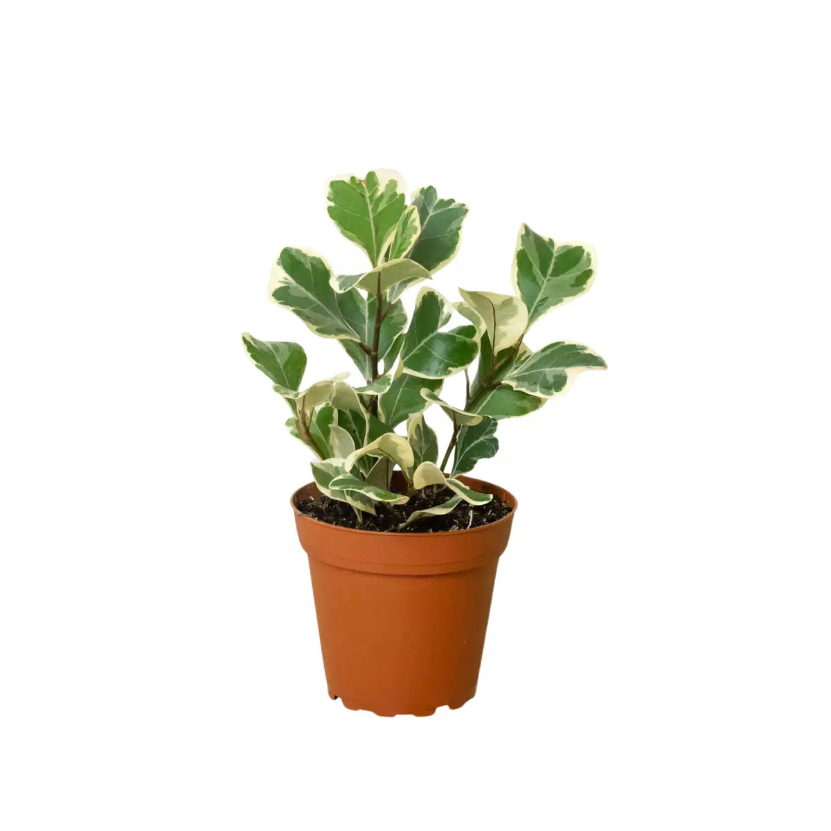 Ficus Elastica ’Triangularis’ Variegated - House Plant Shop