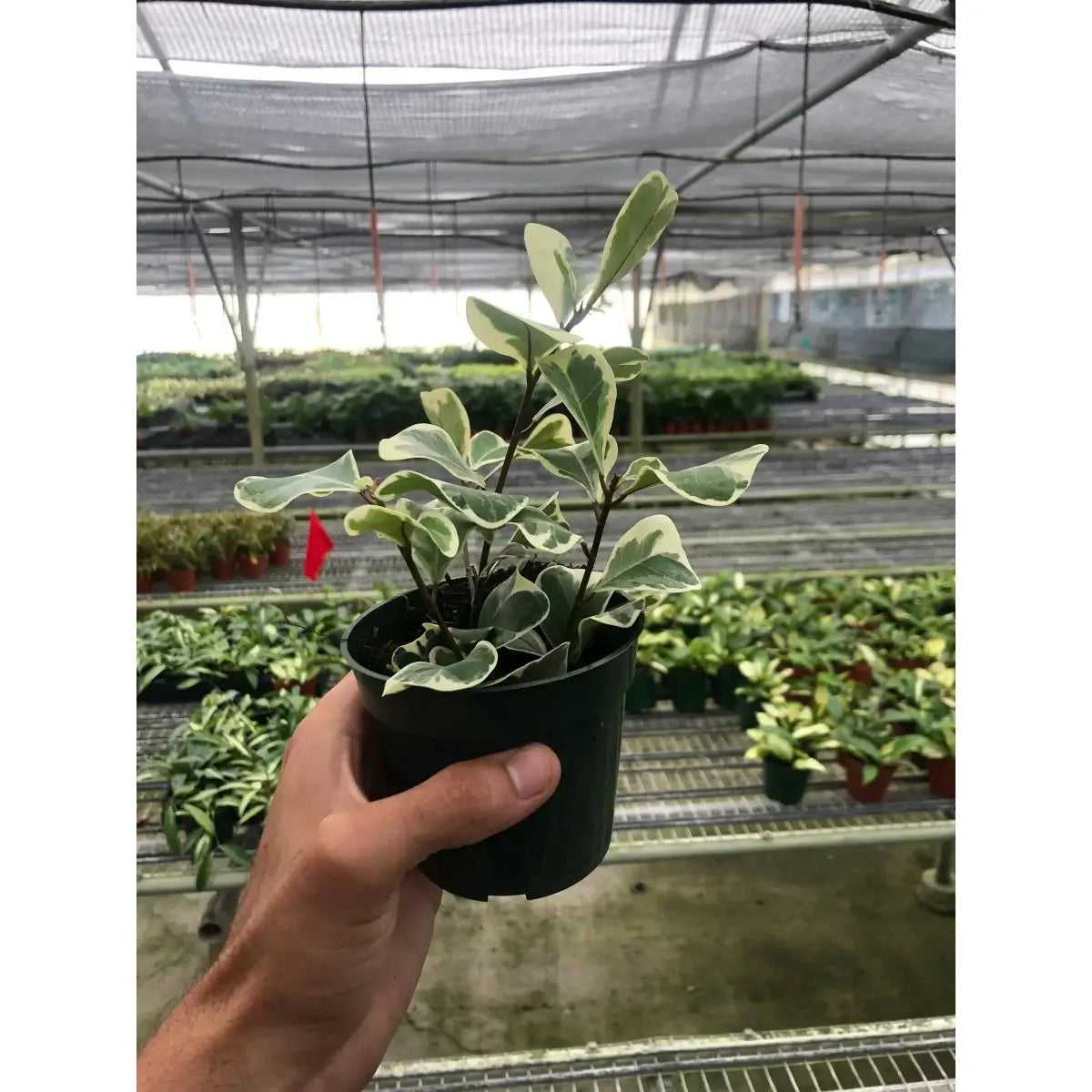 Ficus Elastica ’Triangularis’ Variegated - House Plant Shop