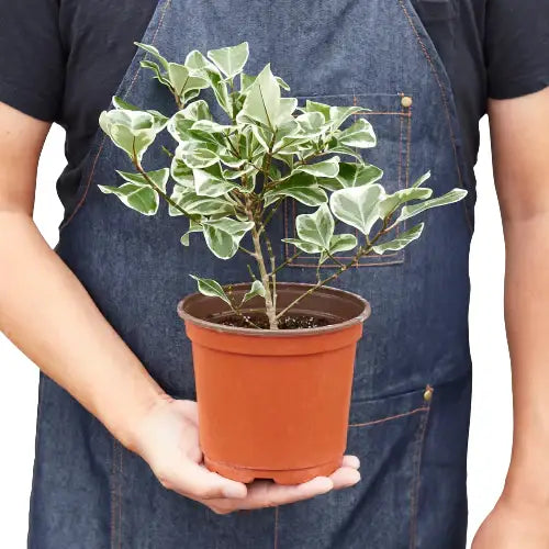 Ficus Elastica ’Triangularis’ Variegated - House Plant Shop