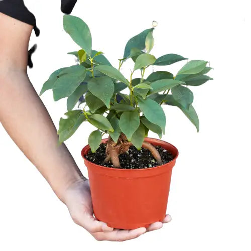 Ficus Plant - ’Ginseng’ - House Plant Shop