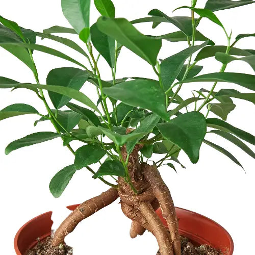 Ficus Plant - ’Ginseng’ - 4’’ Pot - House Plant Shop