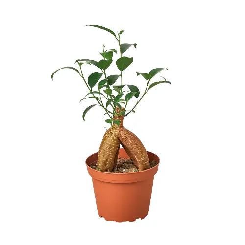 Ficus Plant - ’Ginseng’ - House Plant Shop