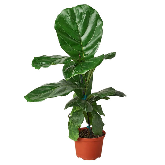 Fiddle Leaf Fig Plant - Ficus Lyrata - House Plant Shop