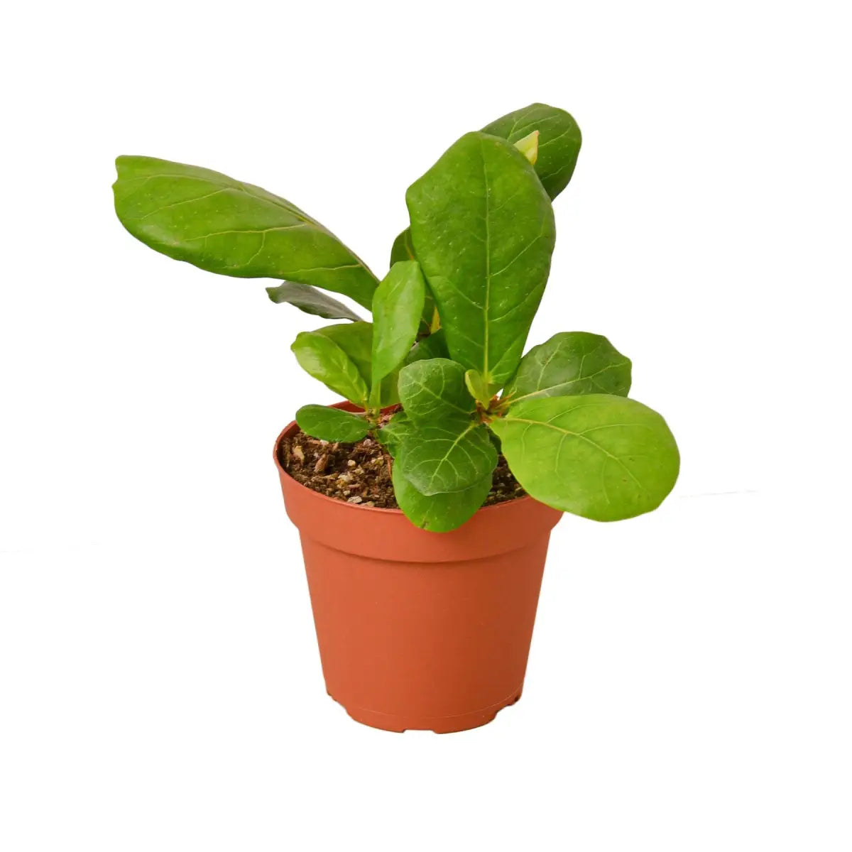 Fiddle Leaf Fig Plant - Ficus Lyrata - House Plant Shop