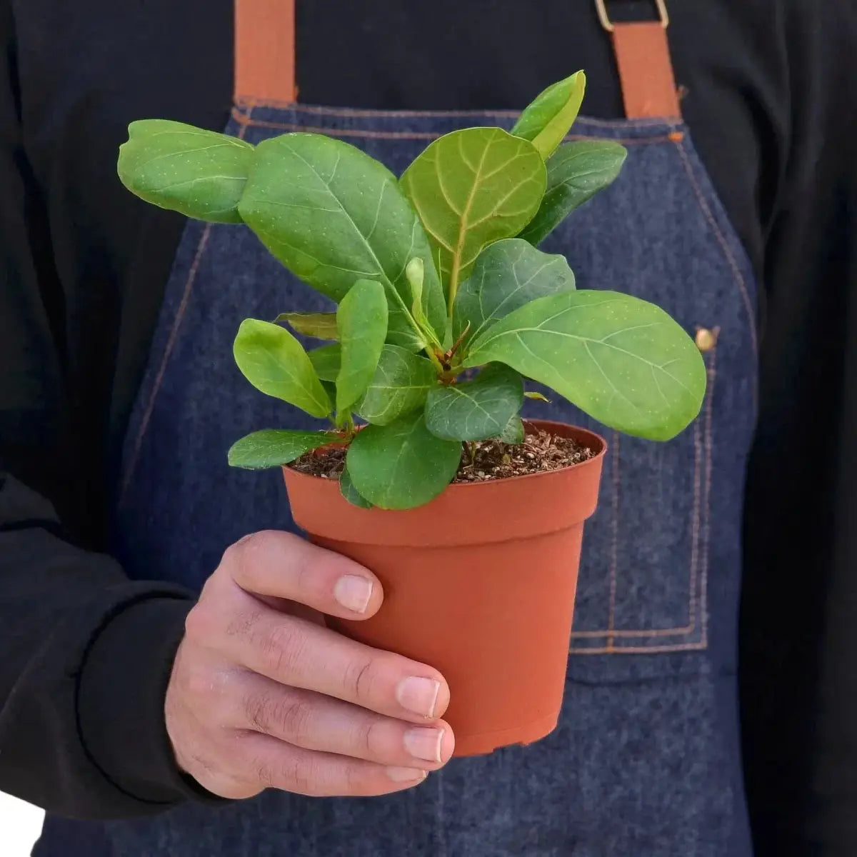 Fiddle Leaf Fig Plant - Ficus Lyrata - House Plant Shop