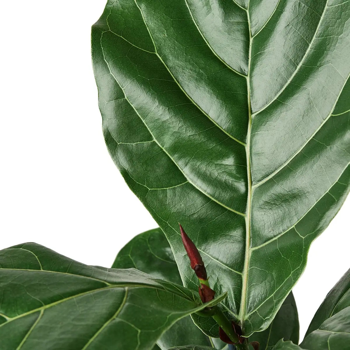 Fiddle Leaf Fig Plant - Ficus Lyrata - 2’’ Pot - House Plant Shop
