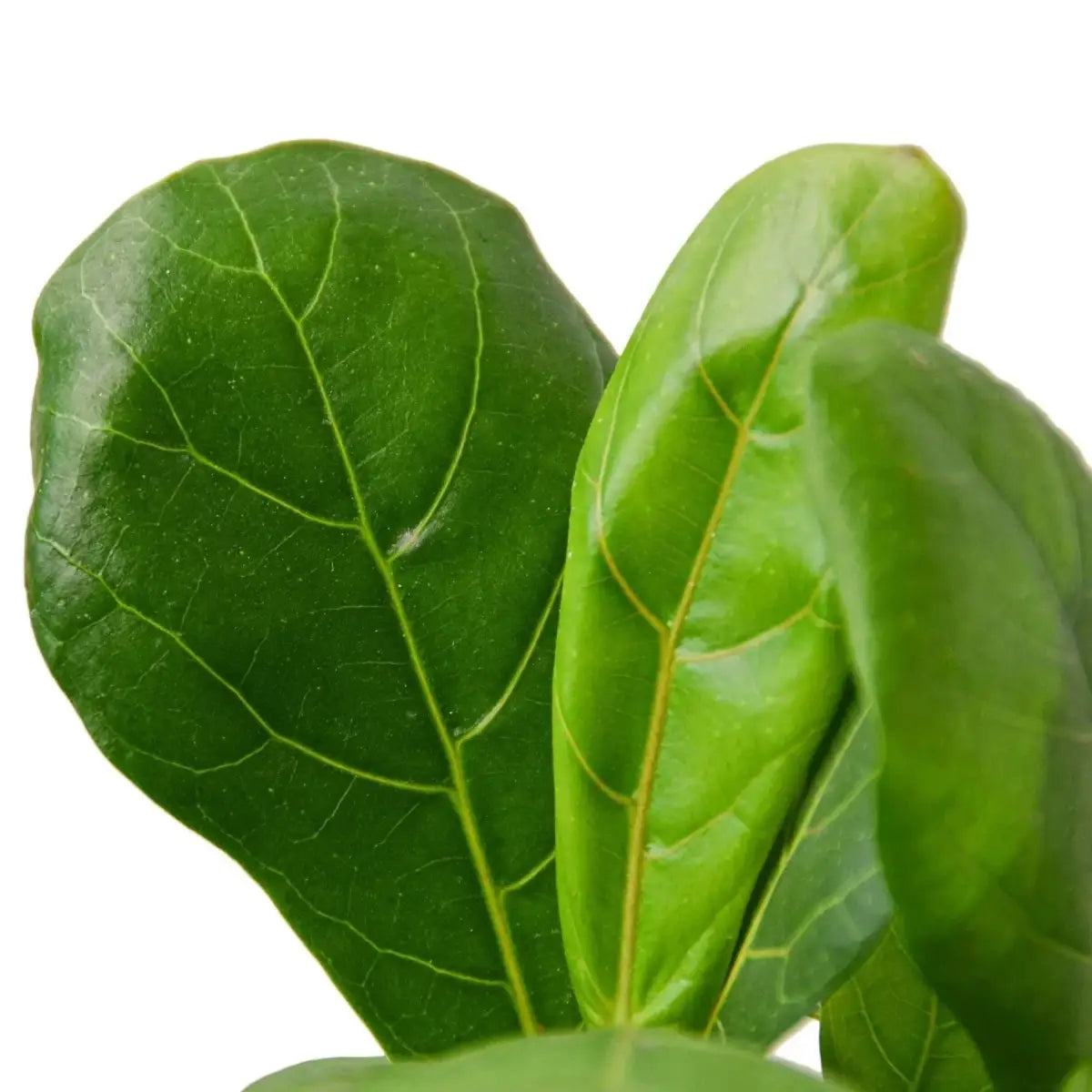 Fiddle Leaf Fig Plant - Ficus Lyrata - House Plant Shop
