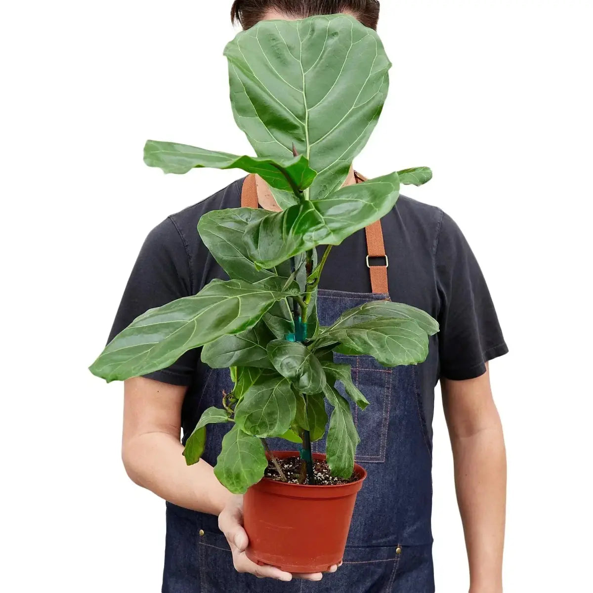 Fiddle Leaf Fig Plant - Ficus Lyrata - House Plant Shop