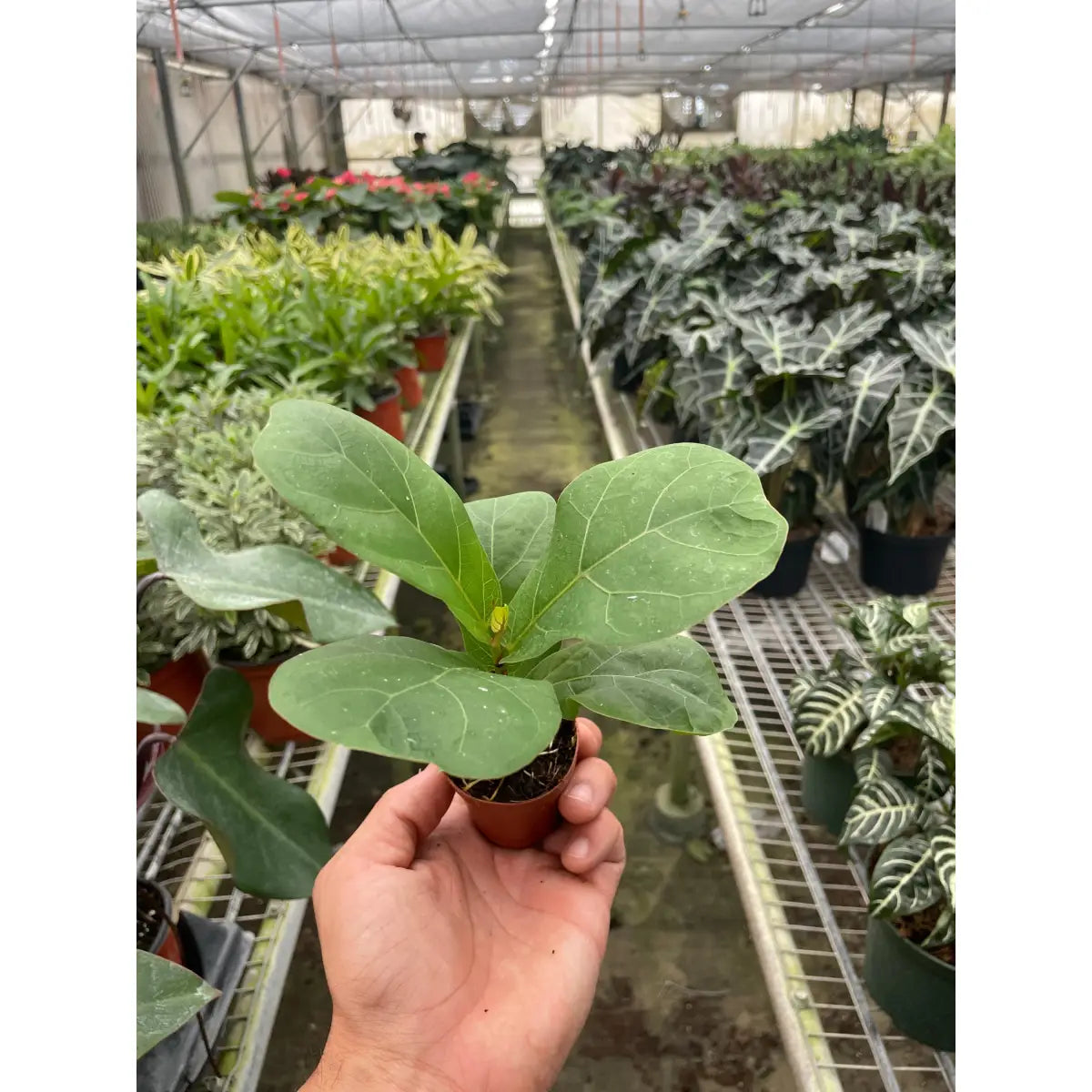 Fiddle Leaf Fig Plant - Ficus Lyrata - House Plant Shop