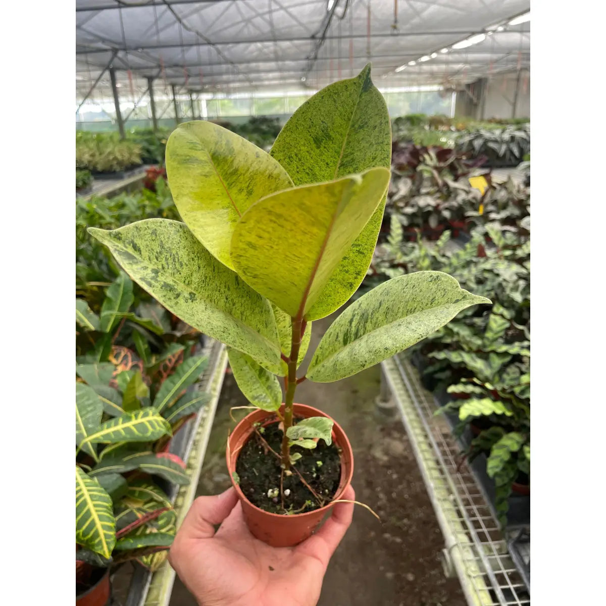 Ficus Plant - ’Shivereana’ Moonshine - House Plant Shop