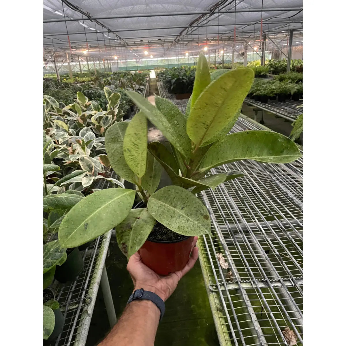 Ficus Plant - ’Shivereana’ Moonshine - House Plant Shop