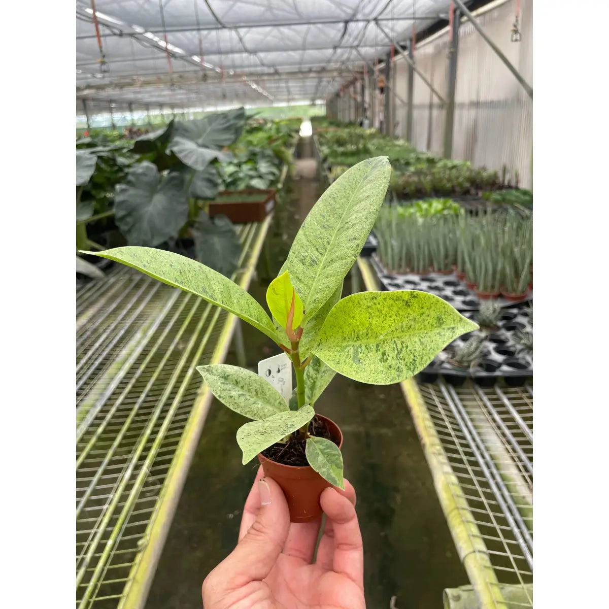 Ficus Plant - ’Shivereana’ Moonshine - House Plant Shop