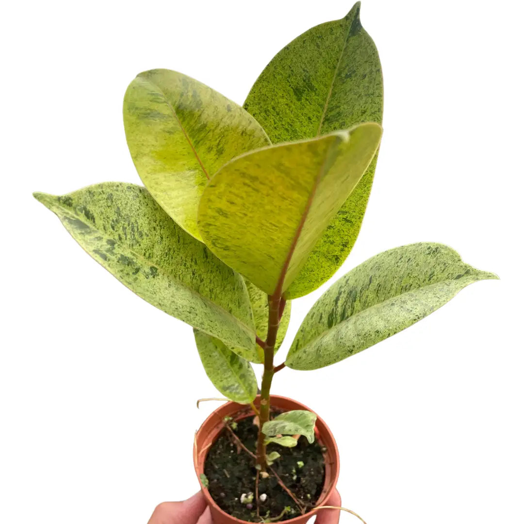 Ficus Plant - ’Shivereana’ Moonshine - 2’’ Pot - House Plant Shop