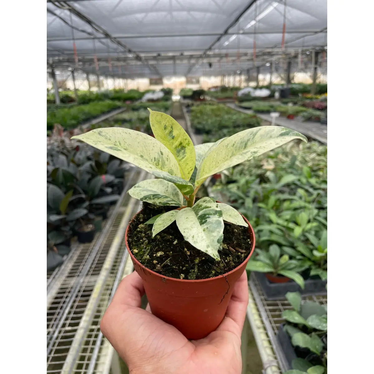 Ficus Plant - ’Shivereana’ Moonshine - House Plant Shop