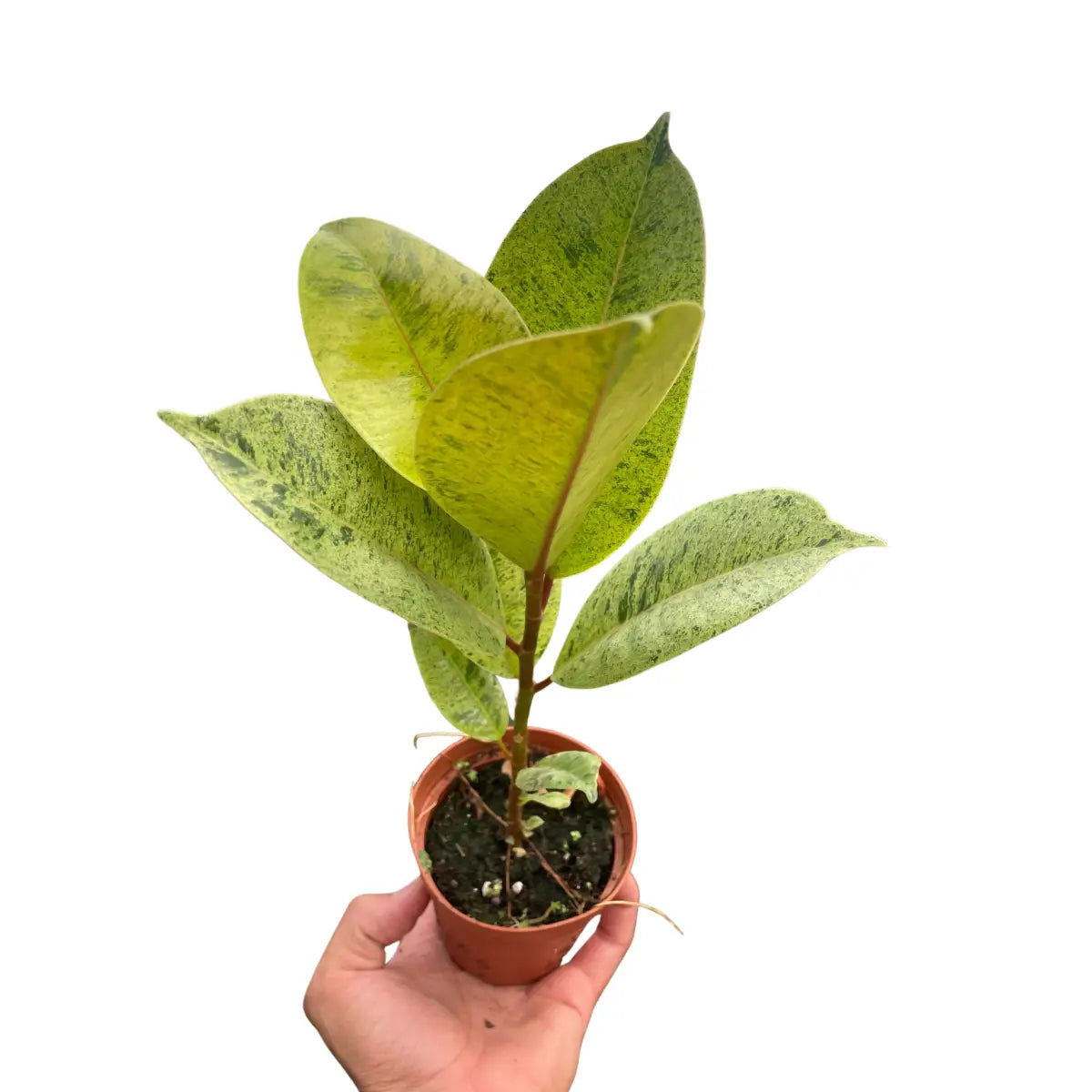 Ficus Plant - ’Shivereana’ Moonshine - House Plant Shop