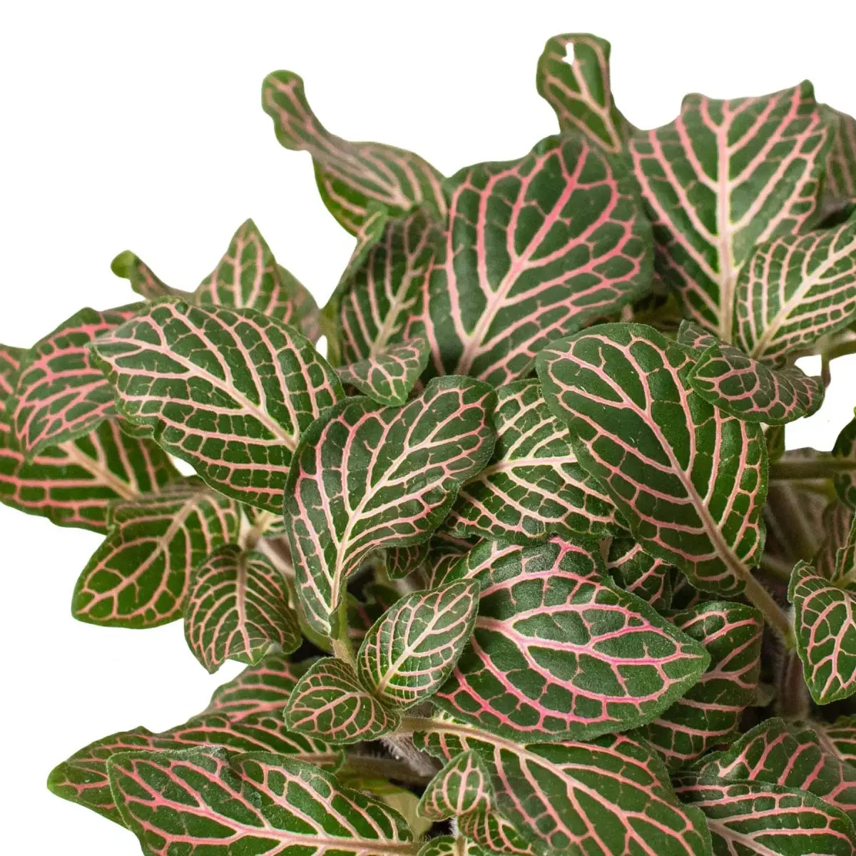Fittonia Plant - ’Pink’ - 4’’ Pot - House Plant Shop