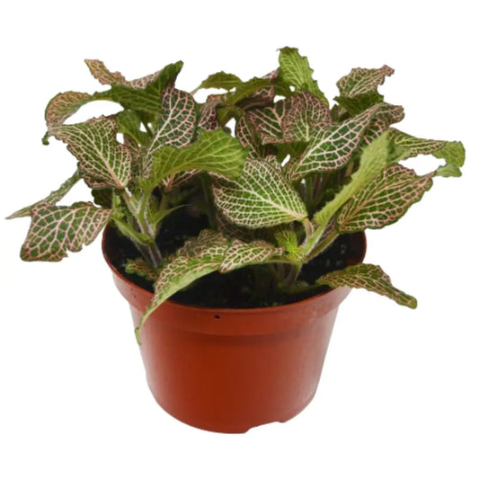 Fittonia Plant - ’Pink’ - House Plant Shop