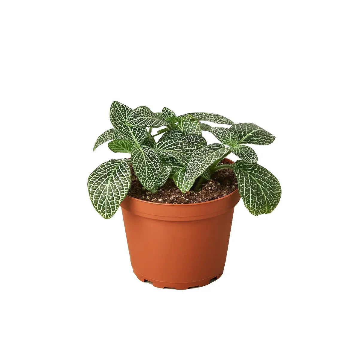 Fittonia Plant - ’White Nerve’ - 3’’ Pot - House Plant Shop