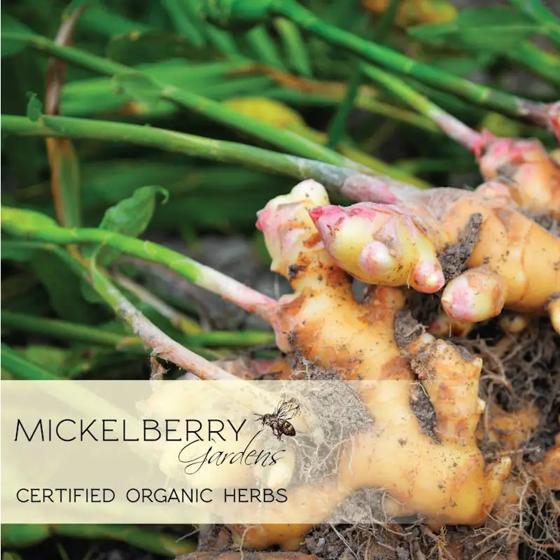 Herbal Honey Tonic - Ginger - Digestive Support - Mickelberry Gardens