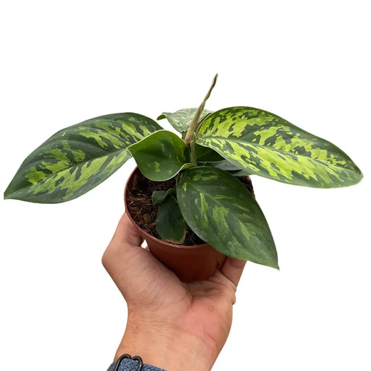 Homalomena ’Camouflage’ - 4’’ Pot - House Plant Shop
