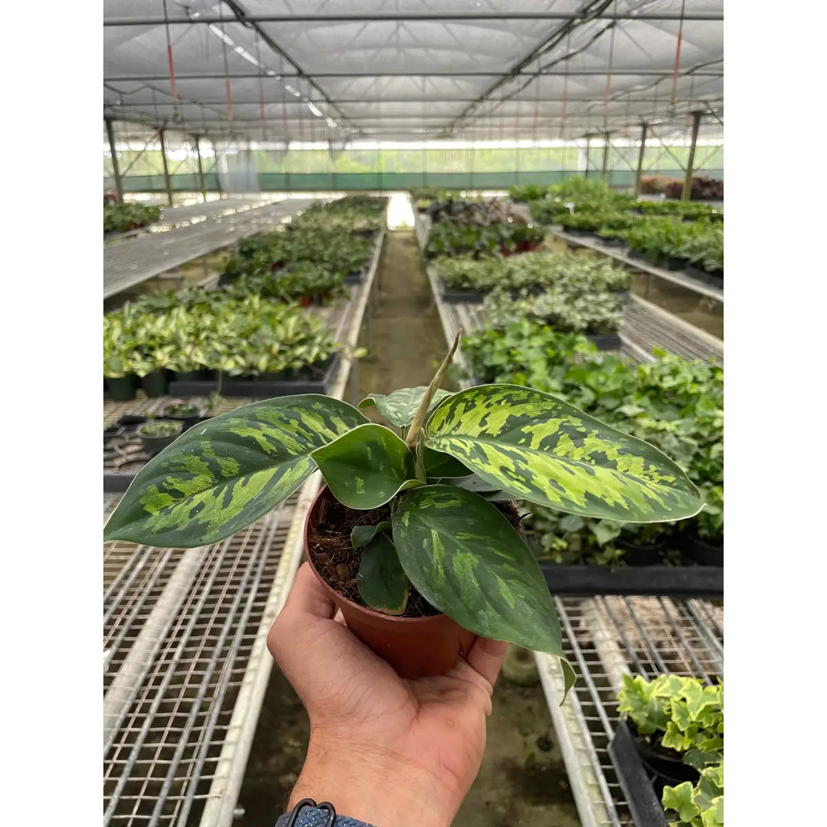 Homalomena ’Camouflage’ - 4’’ Pot - House Plant Shop