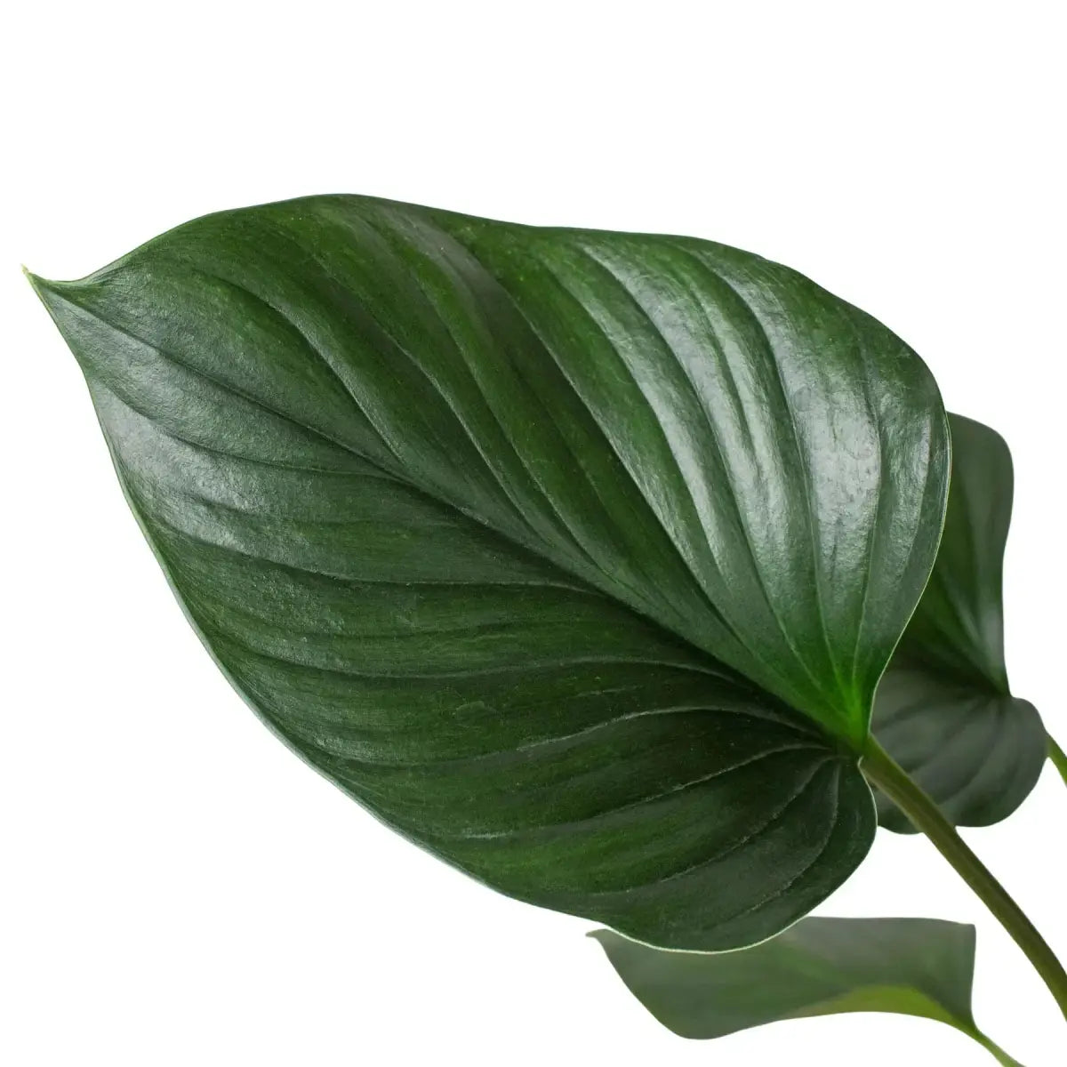 Homalomena ’Emerald Gem’ - House Plant Shop