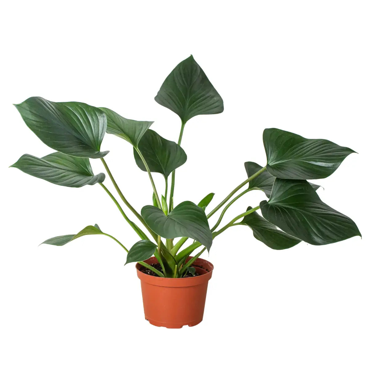 Homalomena ’Emerald Gem’ - House Plant Shop