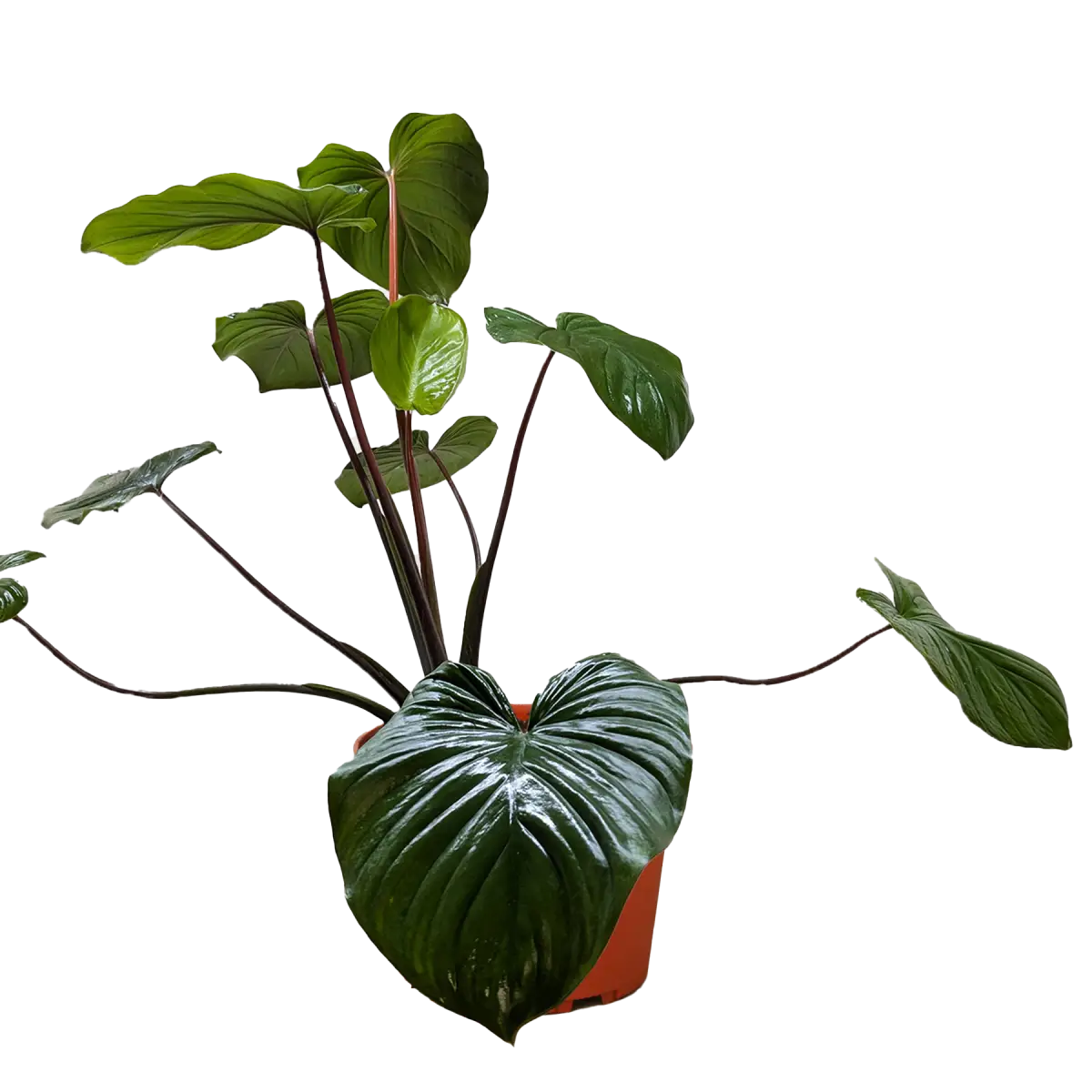 Homalomena ’Emerald Gem’ - House Plant Shop