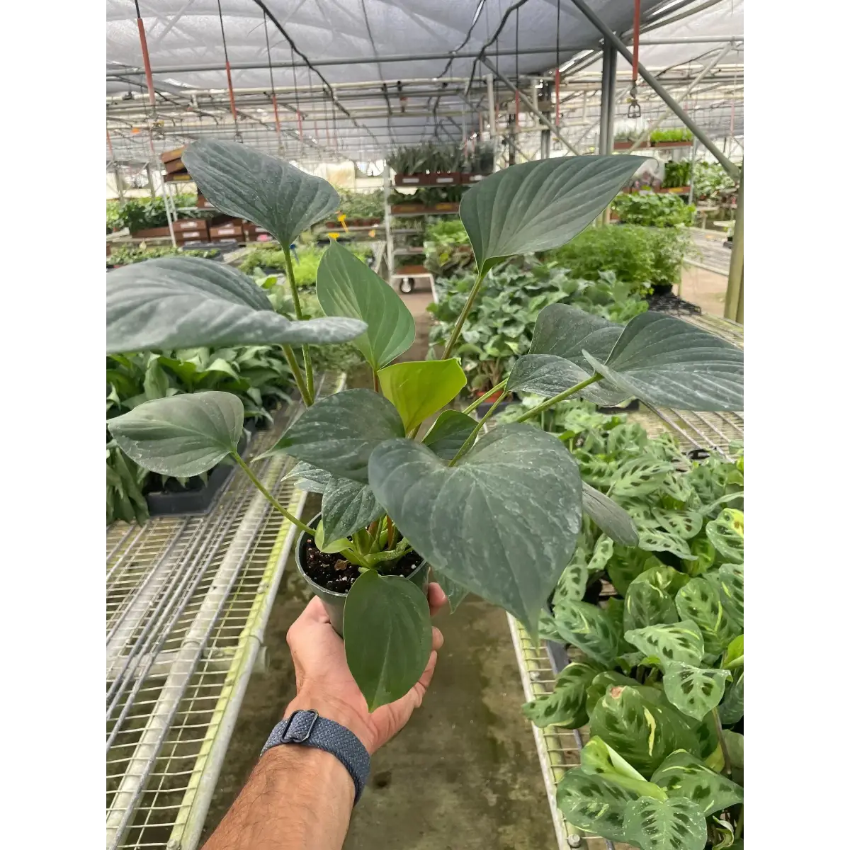 Homalomena ’Emerald Gem’ - House Plant Shop