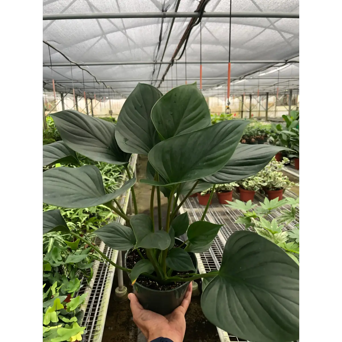 Homalomena ’Emerald Gem’ - House Plant Shop