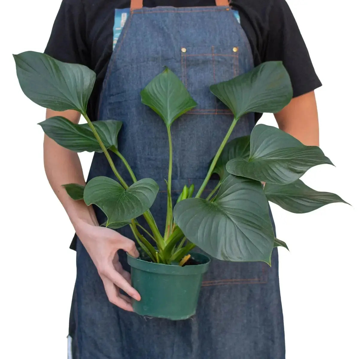 Homalomena ’Emerald Gem’ - House Plant Shop