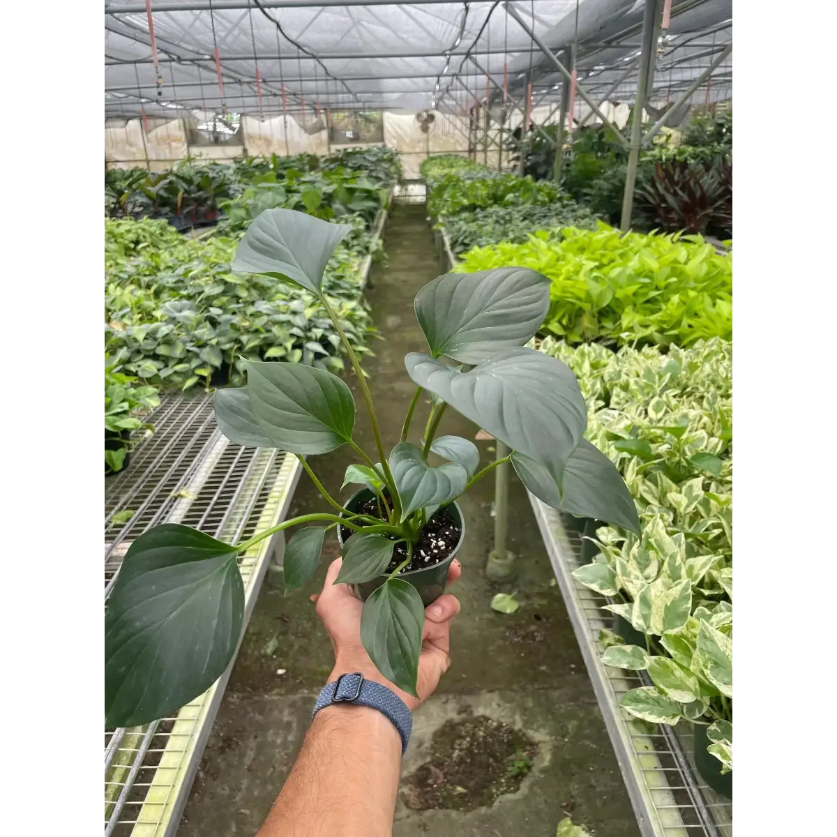 Homalomena ’Emerald Gem’ - House Plant Shop