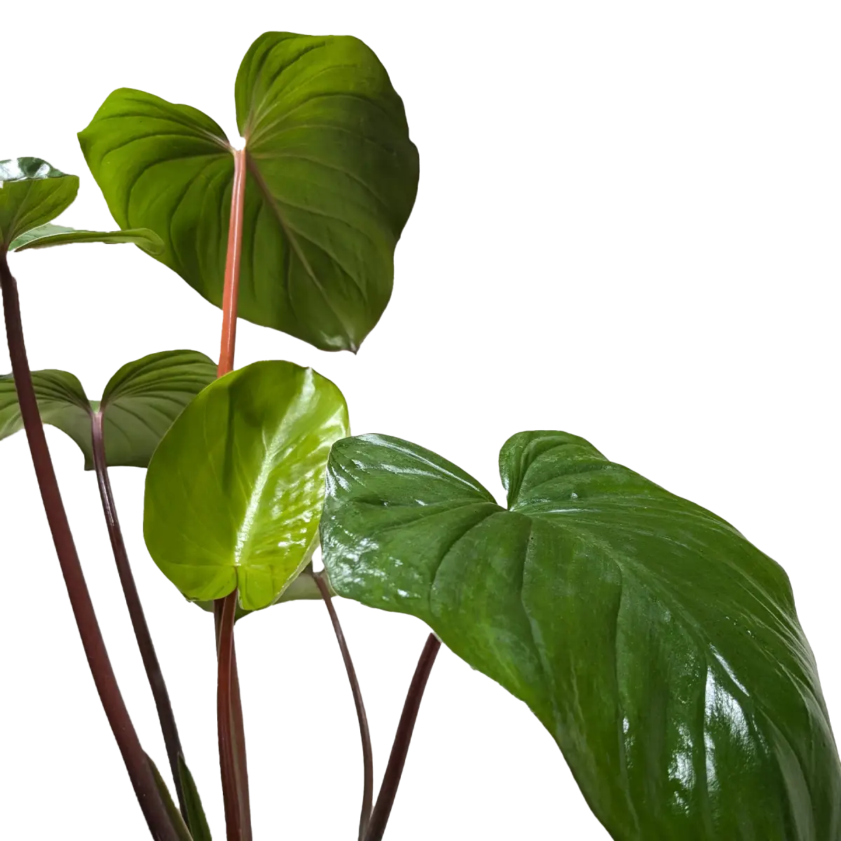 Homalomena ’Emerald Gem’ - House Plant Shop