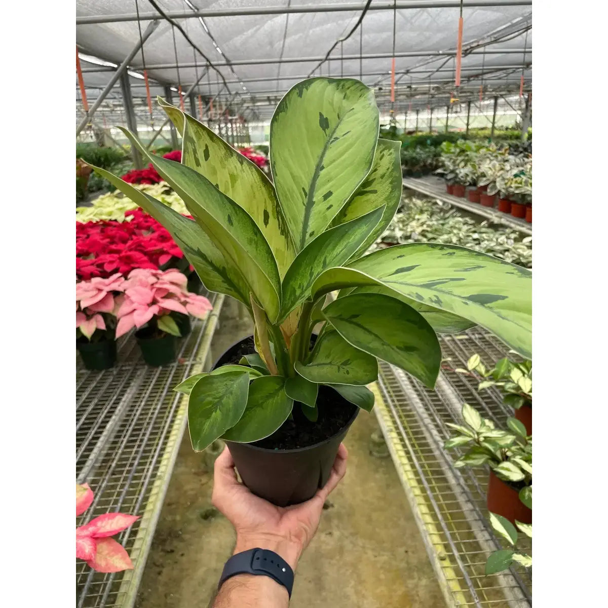 Homalomena ’Selby’ Plant - House Plant Shop