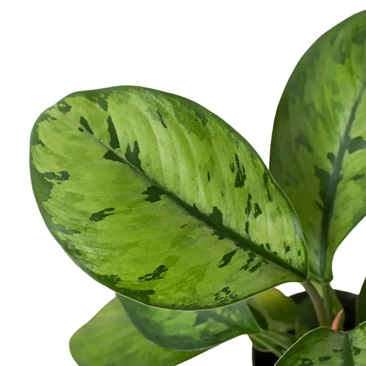 Homalomena ’Selby’ Plant - 4’’ Pot - House Plant Shop